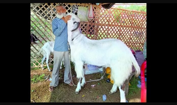 Goats with 'Allah' birthmarks