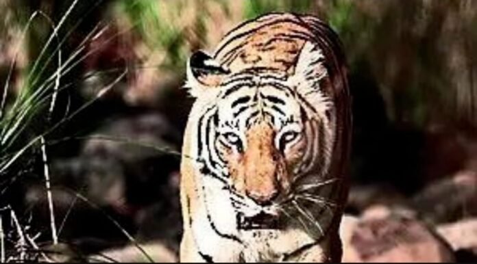 Corbett tigress killed by forestars wasn't a maneater
