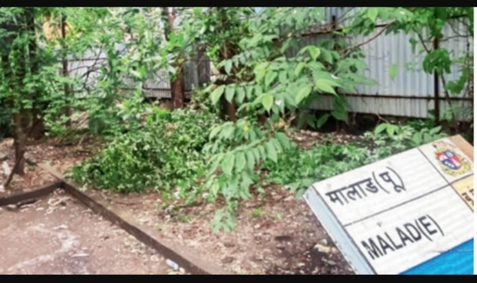 Tree branch fall kills old woman in Malad