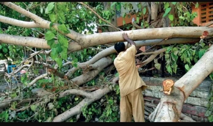 BMC to not charge for pruning trees in private