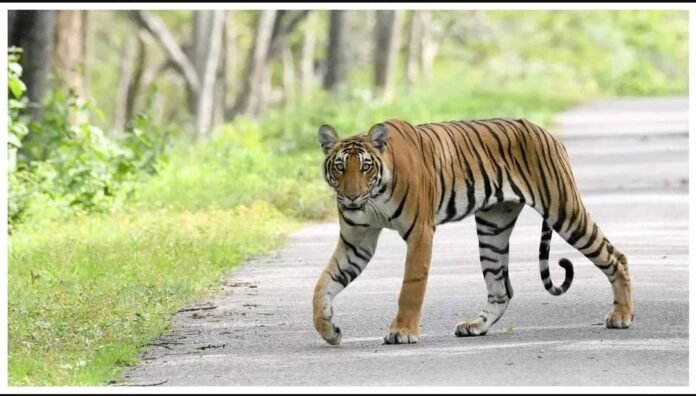 India's tiger population