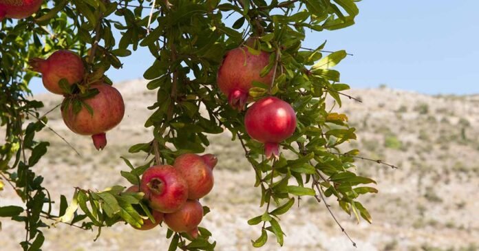 Pomegranate