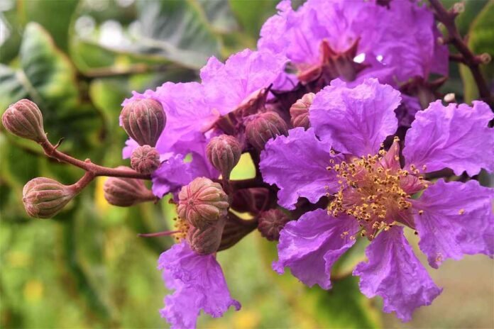 Jarul Blossoms