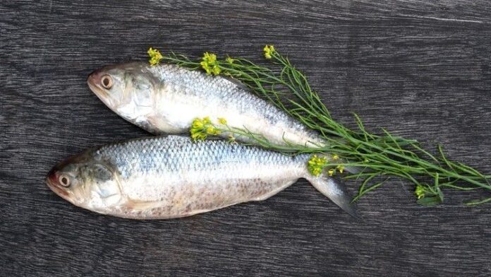 hilsa fish