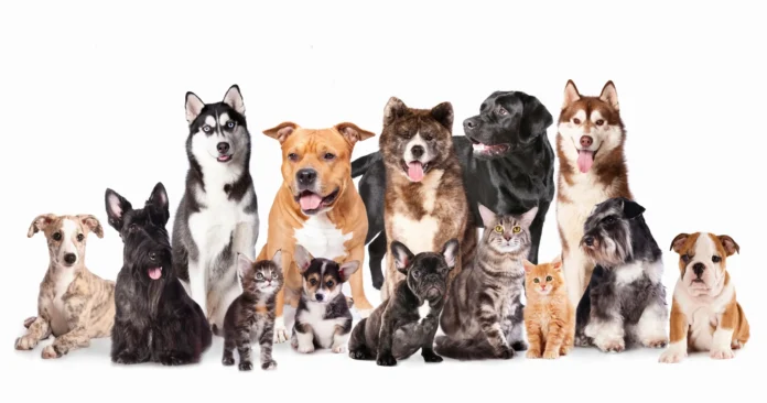 Finding the Perfect Pet