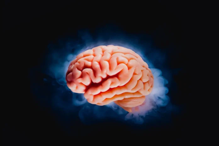brain