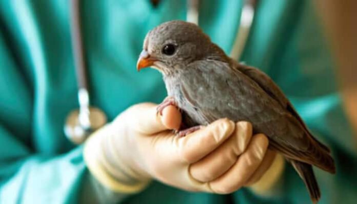 bird