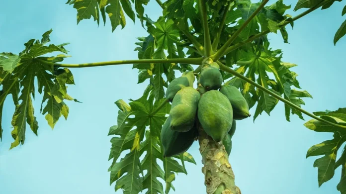 Papaya leaves