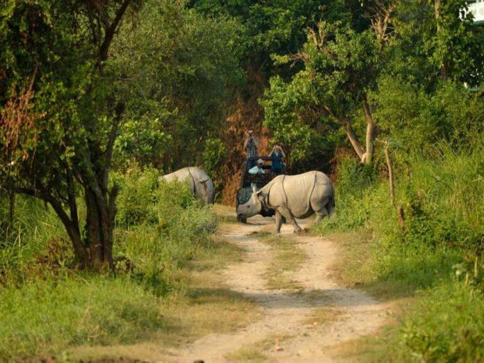 assam kaziranga national park
