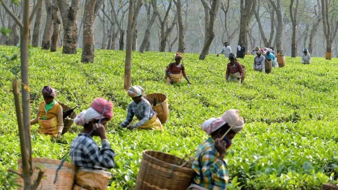 tea estates to cultivate oil palm