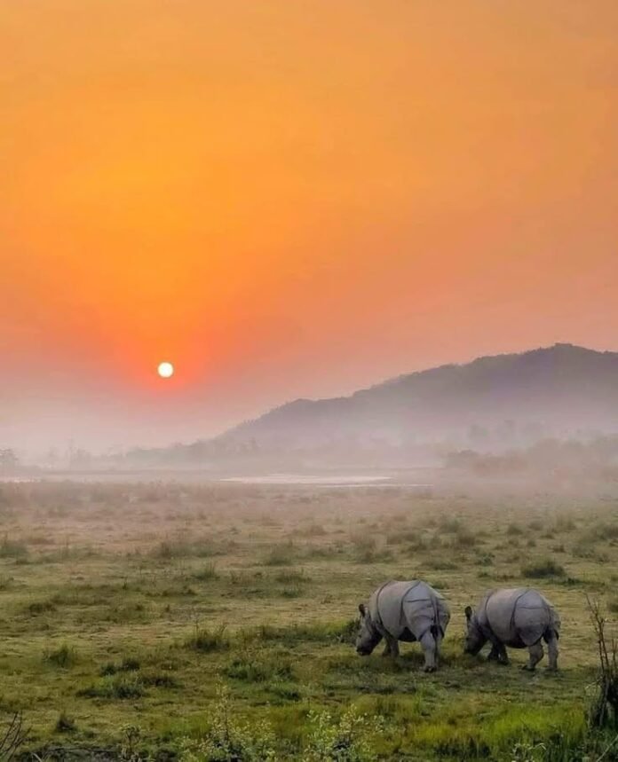 Assam's environmental initiatives