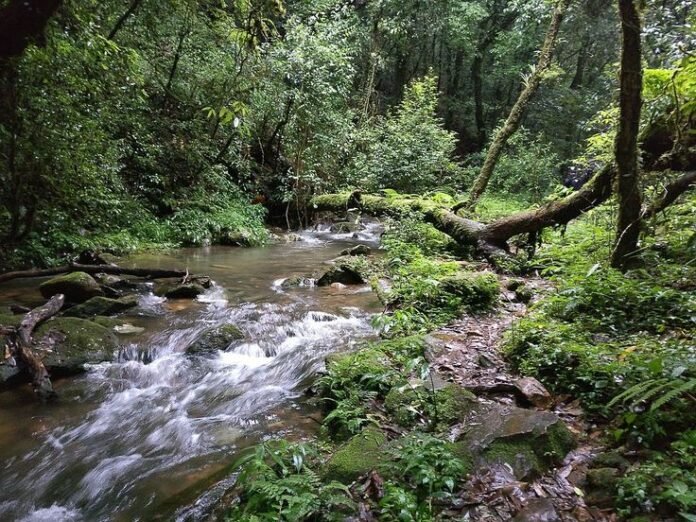 sacred forests of Meghalaya