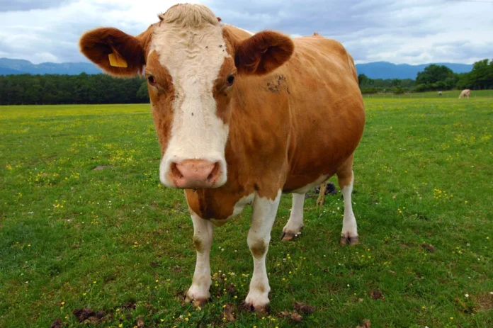 Dhubri cow head incident Assam identity