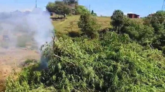 Meghalaya Police destroy 10 tonnes of illegally grown cannabis in East Khasi Hills