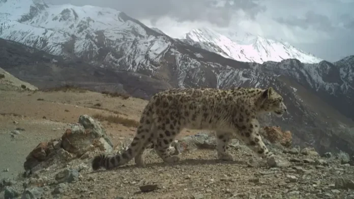 Himachal Pradesh confirms thriving snow leopard population of 83
