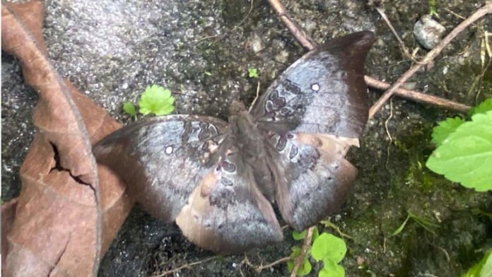 Sikkim’s rare ‘spotless baron’ butterfly returns to Dzongu after five years