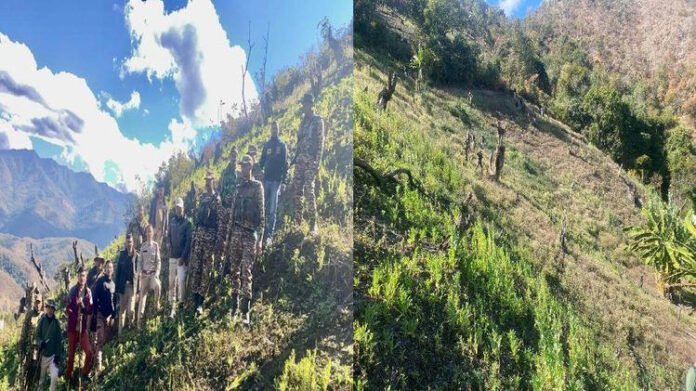 War on drugs: Over 12.9 hectares of illegal poppy fields destroyed in Manipur's Senapati district