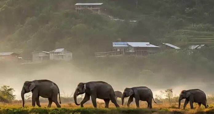 Forest officials monitoring elephants under Nagaland wildlife management division in Doyang Wokha