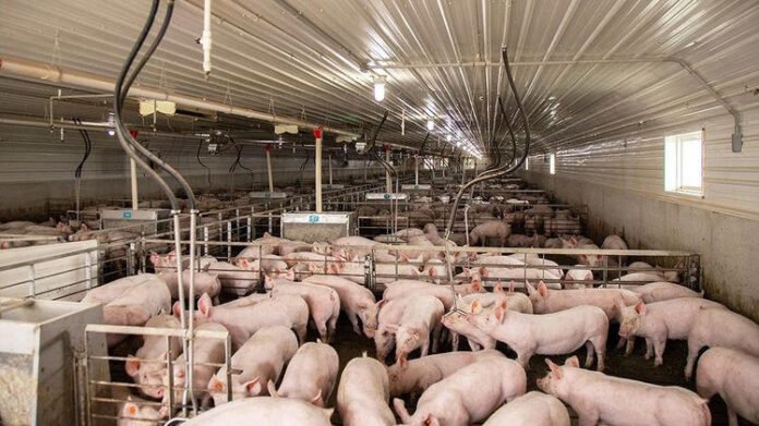 Nagaland MLA calls for boosting local pork production