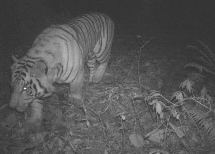 Royal Bengal tiger captured on camera trap inside D’Ering Wildlife Sanctuary dense forest in Arunachal Pradesh