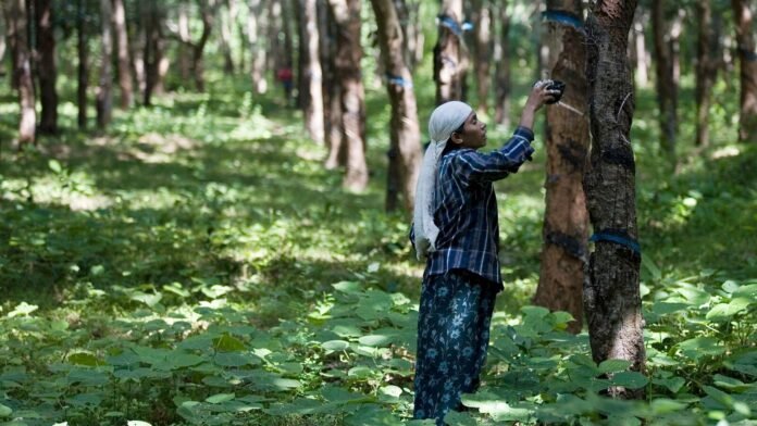 Rubber plantation workers collecting latex in Tripura during government subsidy announcement