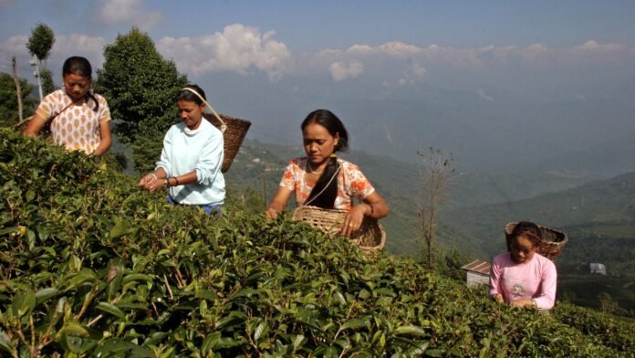 Tea workers harvesting leaves at a Darjeeling tea estate affected by changing climate conditions