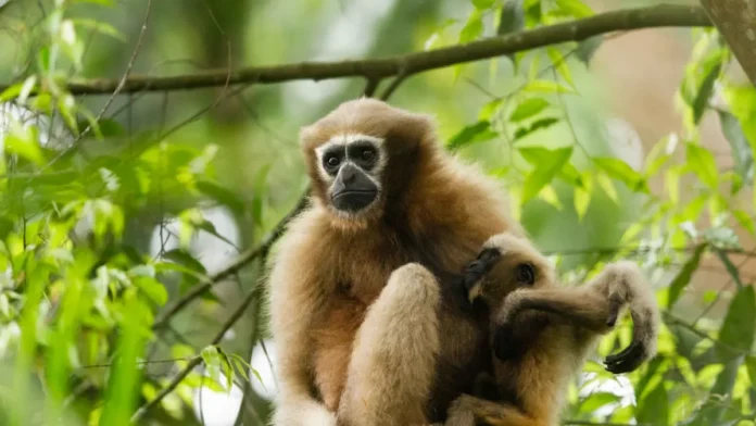 Endangered hoolock gibbons using canopy bridge inside Hollongapar Gibbon Sanctuary in Assam