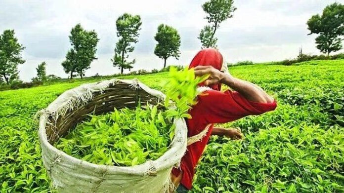 Assam targets Rs 450 tea worker wage, seeks stronger global tea push