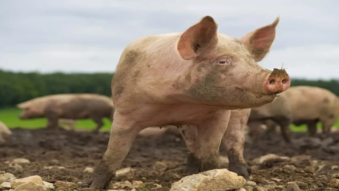 Biosecurity restrictions and livestock monitoring in Nagaland following African Swine Fever detections and pork trade suspension