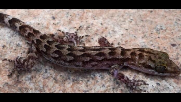 Newly discovered bent-toed gecko species found in forest habitat of Goalpara district Assam during biodiversity survey