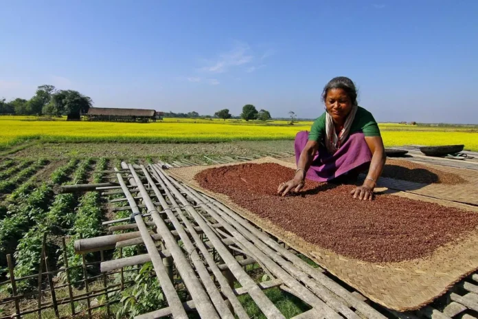 Farmers operating small mustard oil processing units supported by state agricultural departments to create new rural income streams.