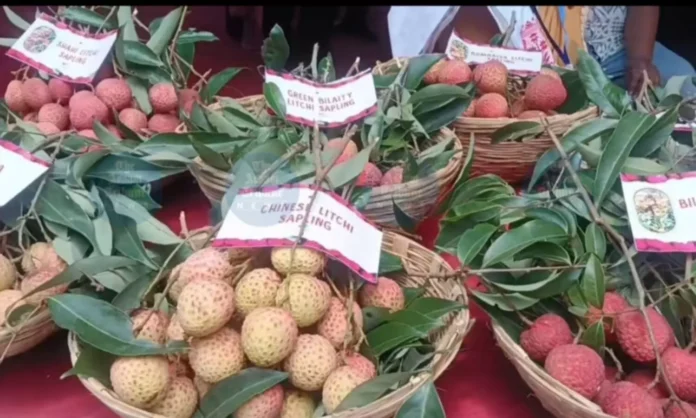 Fresh Tezpur litchis prepared for export to Dubai and Singapore as part of the Tezpur Litchi Export Success story.