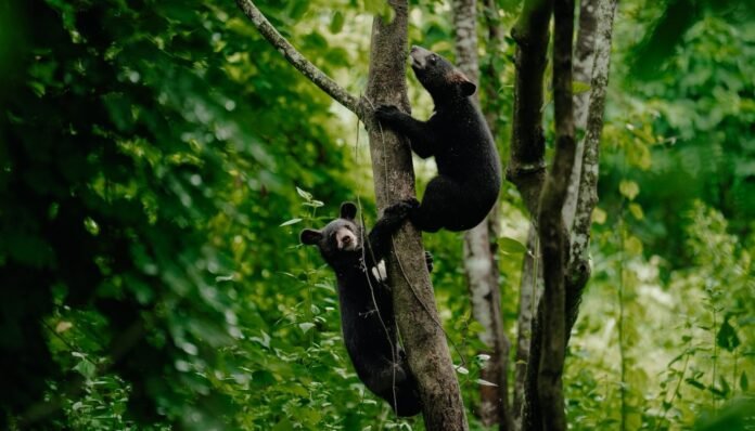 Two rehabilitated Asiatic black bear cubs released into the forests of Dehing Patkai National Park.