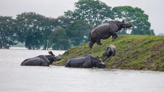 AA1YTCAZ Rhinos roamed all of north India 3,000 years ago. How did they get confined to Kaziranga
