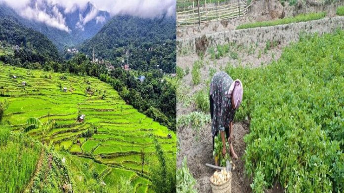 Nagaland University study highlights role of indigenous knowledge in sustaining Angami terrace farming