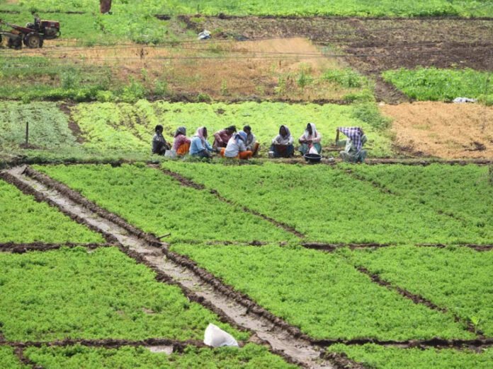 AA25WxDB El Nino fear pushes farmers in Srikakulam and Vizianagaram towards water-saving paddy methods