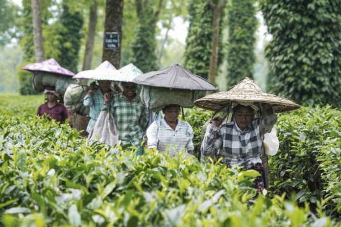 Assam small tea growers to get govt benefits with Farmer IDs
