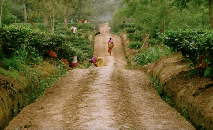 Waterlogged tea garden in Assam with workers facing difficulties in plucking tea leaves due to heavy monsoon rainfall.