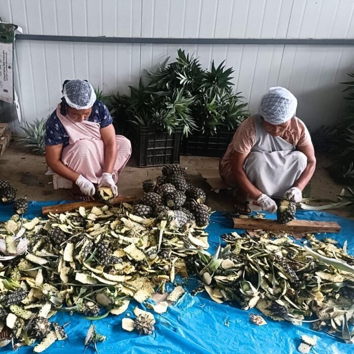 Members of Meghalaya's Jirang Farmer Producer Company sort and package agricultural produce after achieving ₹1.17 crore in annual revenue.