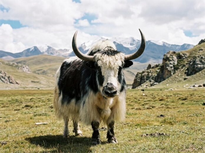Scientists at the National Research Centre on Yak in Dirang conducting advanced reproductive research to improve yak breeding and conservation.