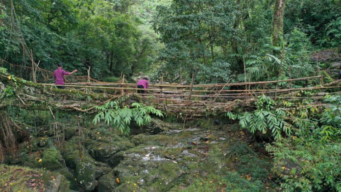 AA2735u7 Rooted in partnership: How Meghalaya’s living root bridges are redefining global conservation