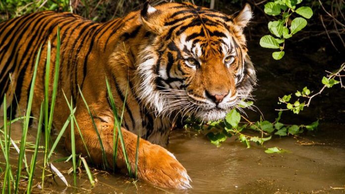 AA2784Hy Tiger population rises fourfold in Assam's Nameri Tiger Reserve