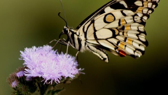 Various butterfly species documented in the Bodoland Territorial Region as part of Assam Forest Department’s biodiversity booklet.