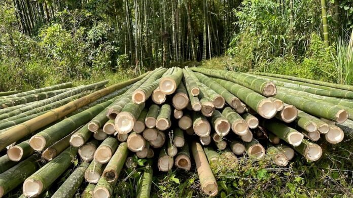 orkers process harvested bamboo at a modern facility in Mizoram as the state expands climate-resilient bamboo-based industries.