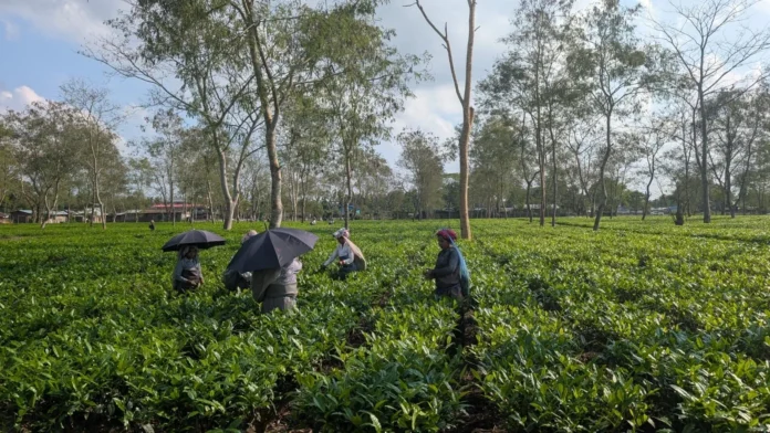 Workers process India's first commercial batch of matcha green tea at a tea facility in Tinsukia, Assam.