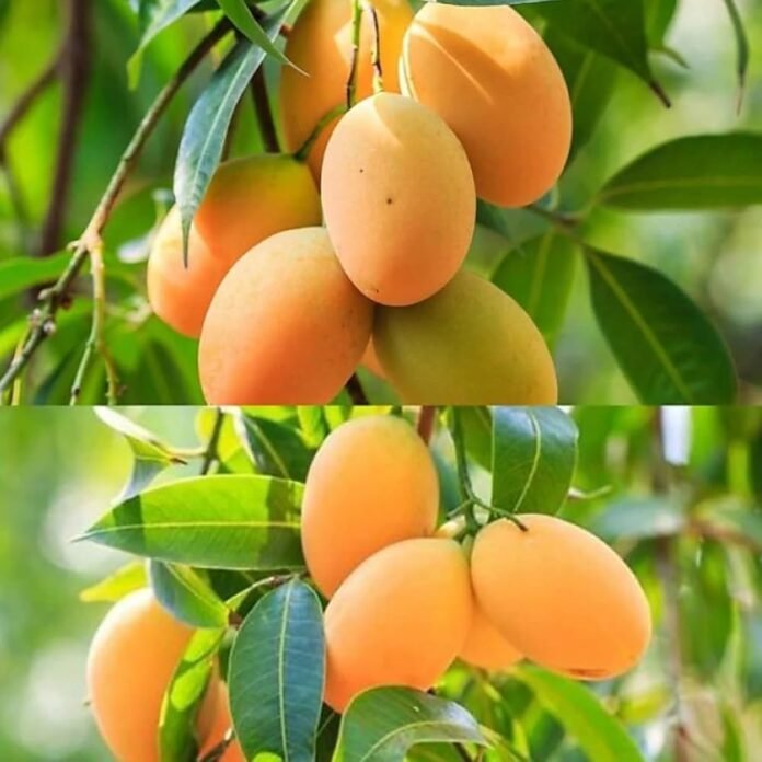 A Tripura farmer harvests premium mangoes from a thriving orchard in Ambassa while aiming for a seasonal income of ₹13 lakh.