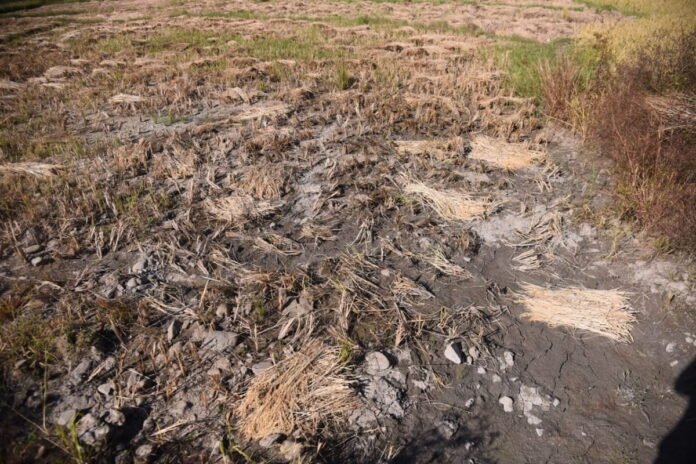 Dry agricultural fields in Manipur following the IMD's report of a 71% monsoon rainfall deficit.
