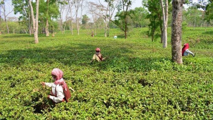 Small tea garden workers in Tripura maintain plantations after the government announces a monsoon fertilizer subsidy support programme.