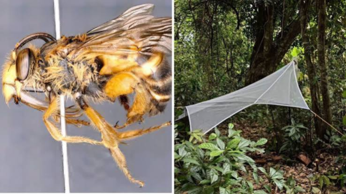safeimagekit-resized-images (11) Remarkable Siang Valley Solitary Bee Species Discovery Boosts Arunachal Pradesh Biodiversity Research