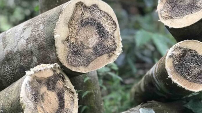 Agarwood trees growing in a managed plantation as officials inspect a new agro-export cluster approved for premium aromatic oil production.